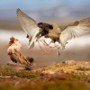 Jespak bojovny - Philomachus pugnax - Ruff 4237